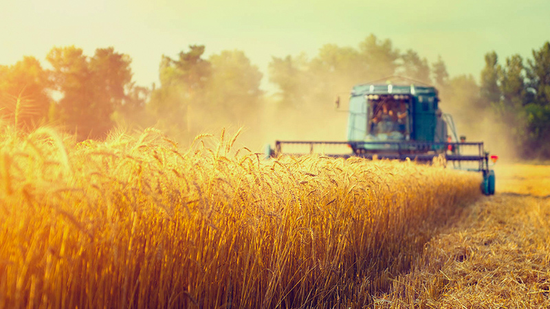 Harvest image