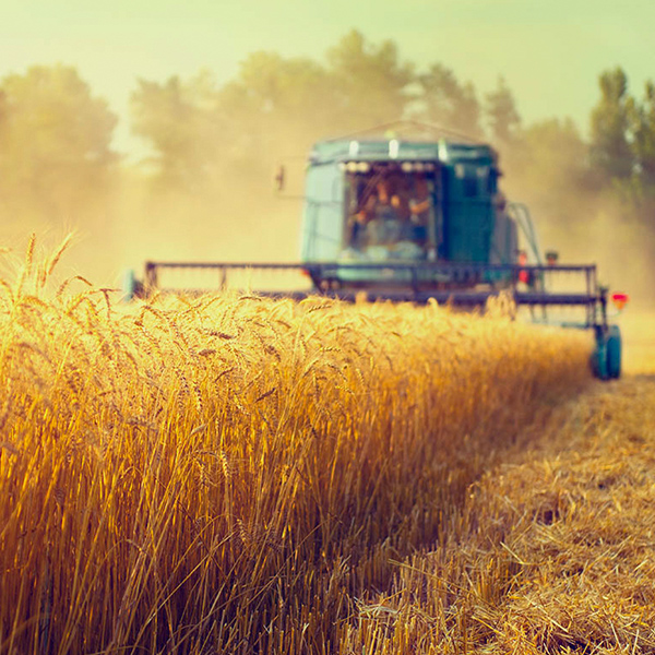 Harvest image